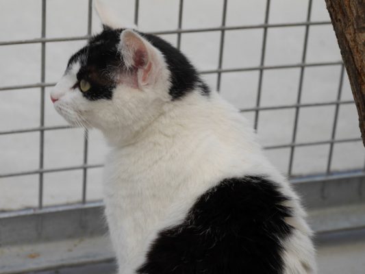 Zena update 1-2