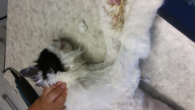 chipie update 3 (4)