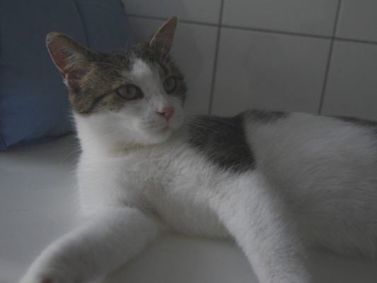 Bonbon update 1-2