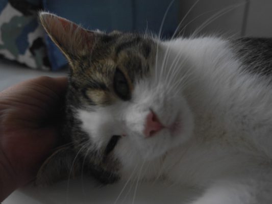 Bonbon update1-1