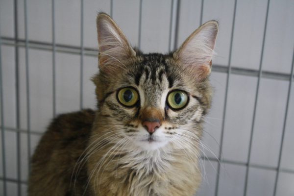 Minette 1-1