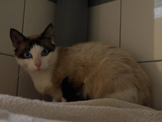 Caramel 1-2