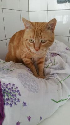 Eliot update 1 (4)