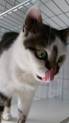 Nala update 1 (3)
