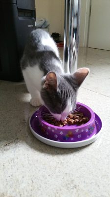 Jules 1 vermittelt (3)