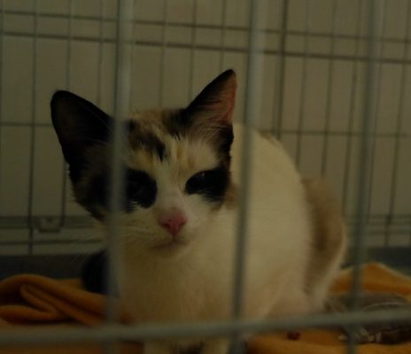 Nina 1-1 (1)