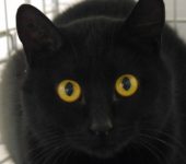 Portrait Lunara Portrait Lunara