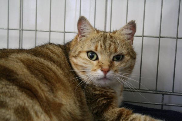 minette-1