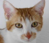 Portrait Horus Portrait Horus