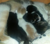 Portrait Katzenmama mit 5 Babys