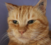 Portrait Gouda Portrait Gouda