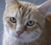 Portrait Skippy Portrait Skippy