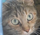 Portrait Kitty Portrait Kitty