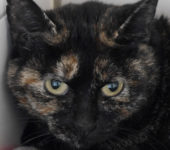 Portrait Fidji