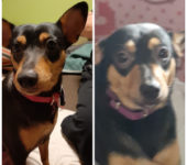 Portrait Muffin und Tinkerbell Portrait Muffin und Tinkerbell