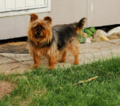 Portrait Paquito