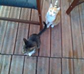 Milo & Saphir