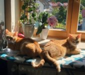 Ficelle&Capucine