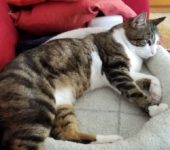 O'Malley