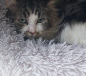 Portrait Socrate
