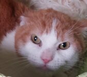 Portrait Aartox