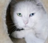 Portrait Honore Portrait Honore