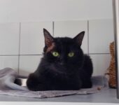 Portrait Vador