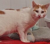 Portrait Phoebus