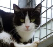 Portrait Clochette
