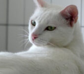 Portrait Ajna