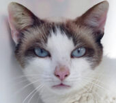 Portrait Matcha