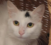 Portrait Bine