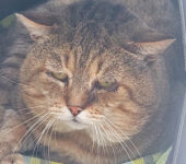Portrait Toby
