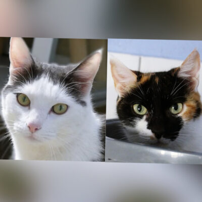 Portrait Kakapo & Ypupu