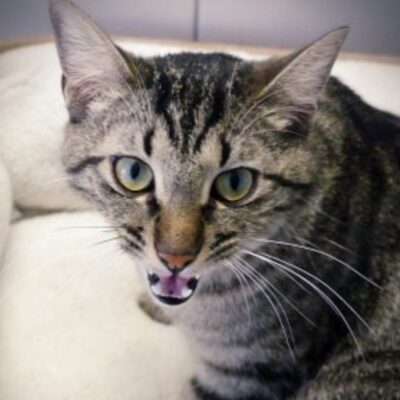 Portrait Bilbo
