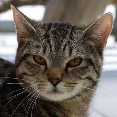 Portrait Ezio