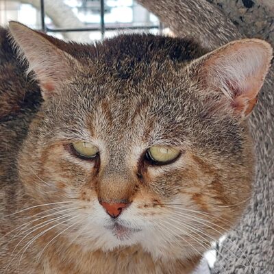 Portrait Onyx