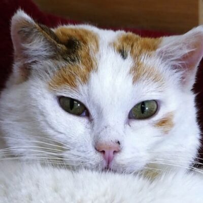 Portrait Poko