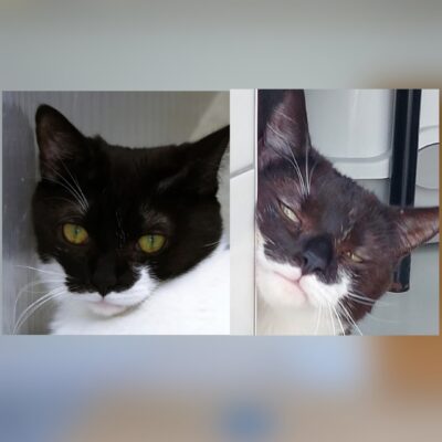 Portrait Hecate & Selene