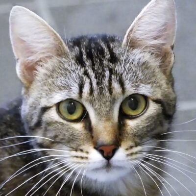 Portrait Nounours