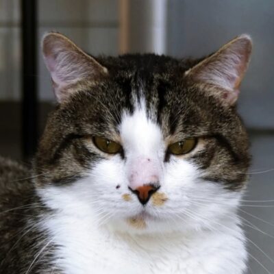 Portrait Orion