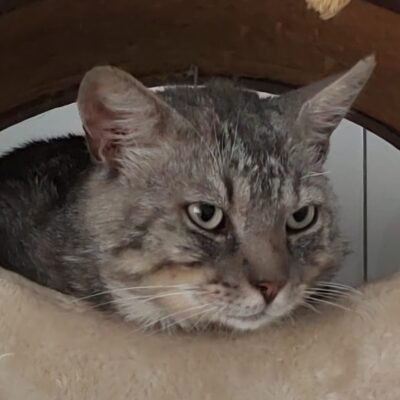 Portrait Pancho