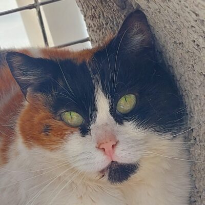 Portrait Trico 2