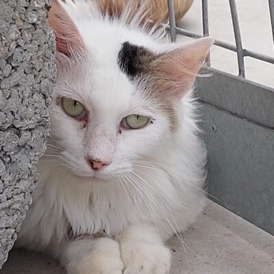 Portrait Feroe