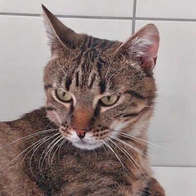 Portrait Scooter