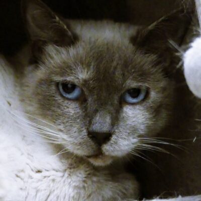 Portrait Mangue