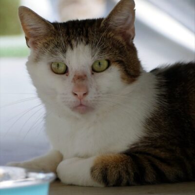Portrait Pierrot