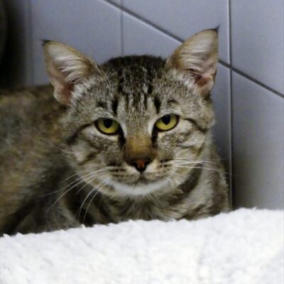 Portrait Pumba