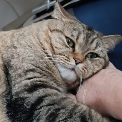 Portrait Teddy