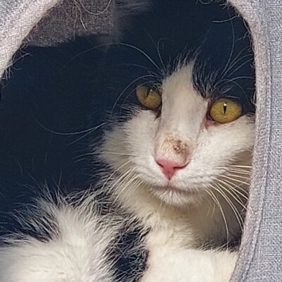 Portrait Adar